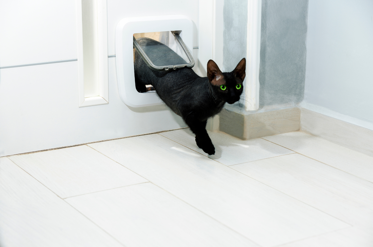 porte per cani e gatti